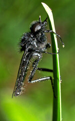 Beautifully captured fly in detail. Photographed in nature.