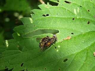 Beautifully captured fly in detail. Photographed in nature.