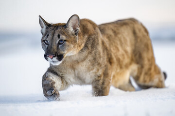 animal, autumn, background, behavior, big, carnivore, cat, close, closeup, cold, concolor, cougar, cougars, cute, dangerous, face, family, fauna, feline, felis, forest, furry, head, hunt, hunter, land © Martin