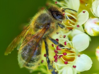 Bee during summer pollination, Czech Republic.