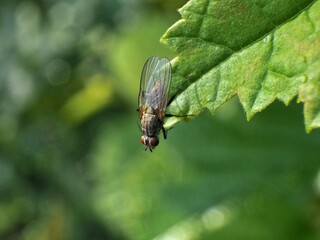 Beautifully captured fly in detail. Photographed in nature.
