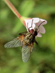 Beautifully captured fly in detail. Photographed in nature.