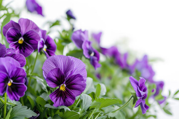 Vibrant Pansy Frame On White Background With Ample Space