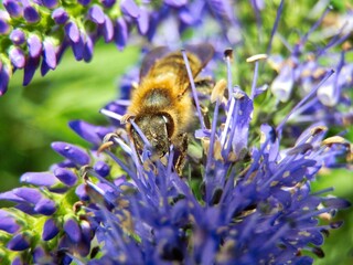 Bee during summer pollination, Czech Republic.