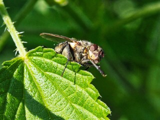 Beautifully captured fly in detail. Photographed in nature.