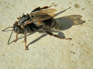 Beautifully captured fly in detail. Photographed in nature.