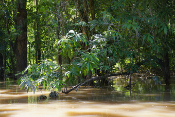 Trees in the flooded forest, Amazonas state, Brazil