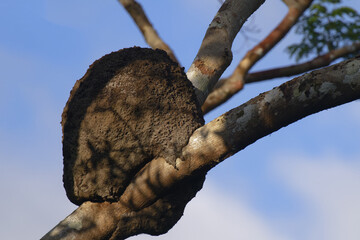 Termite Mound in a tree in the flooded forest, Amazonas state, Brazil