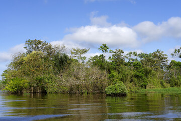 Flooded forest, Amazonas state, Brazil