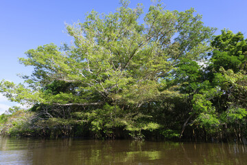Fototapeta na wymiar Flooded forest, Amazonas state, Brazil