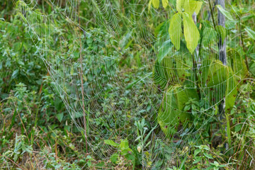Giant spider net, Amazonian rainforest, Amazonas state, Brazil