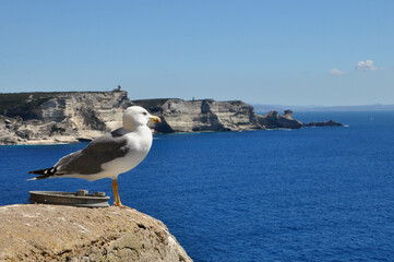 Wybrzeże Korsyki, Bonifacio, Francja, Morze Śródziemne - obrazy, fototapety, plakaty