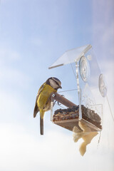 A tit bird sits on a plastic bird feeder. Caring for birds in winter. Feeding birds in cold weather. Window bird feeder with seeds and grain.