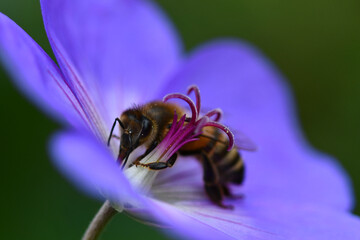 Bee on flower