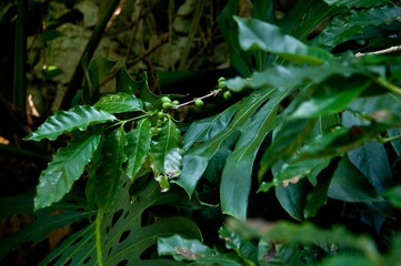 Rosnący krzew kawowy, ogród botaniczny, Kuba