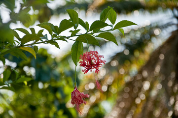 Egzotyczny kwiat w ogrodzie botanicznym na Kubie - obrazy, fototapety, plakaty