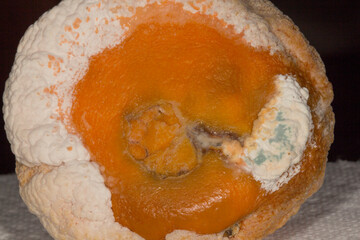 Penicillin mold growing on an orange.