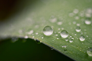 Drops on grass