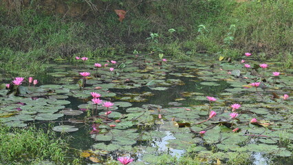 Waterlily in pond water. Its other names Nymphaeaceae and water lilies. Water lilies...