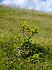 Junger Nadelbaum am Berghang unter blauem Himmel
