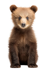 Obraz premium Adorable Bear Cub Portrait on Transparent Background