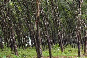 Natural rubber, trees in the forest