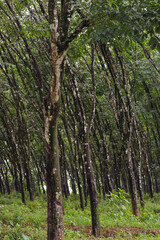 Natural rubber, trees in the forest