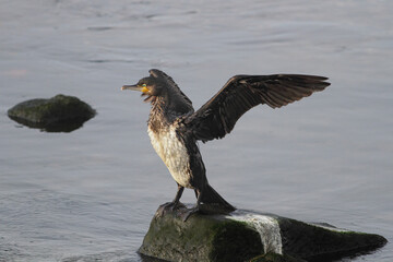 Cormorant spreading wings