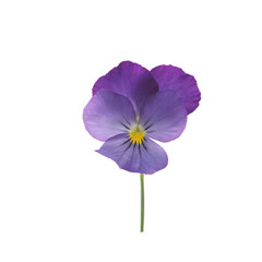 Purple pansy flower on white isolated