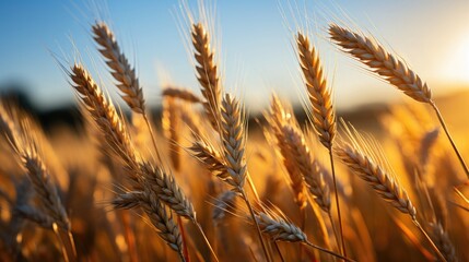 A close-up view of a wheat field with golden brown stalks. The vibrant colors and textures create a...