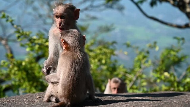 Video of Male and female Bonnet Macaque also known as Zati, Playing while siting on Rock of Mountain cliff 