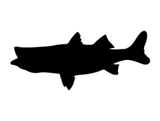 Snook Fish silhouette vector art white background