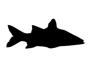 Snook Fish silhouette vector art white background