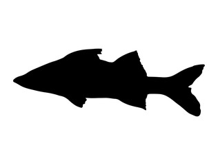 Snook Fish silhouette vector art white background