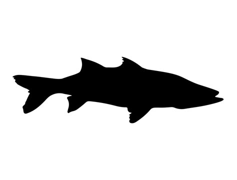 Snook Fish silhouette vector art white background