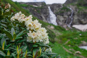 Rhododendron flowers bloom against the background of a waterfall.