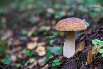 Edible mushroom grows in the forest.