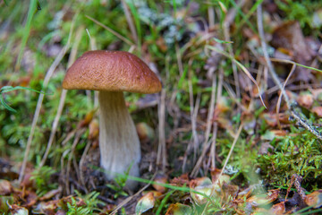Edible mushroom grows in the forest.