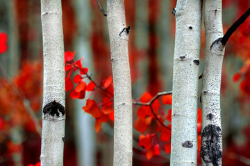 Aspen Tree in Fall Autumn Selective Focus Blurred Background