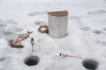 Fresh. the caught fish lies on the ice of the lake. The fishing rod is on the ice.