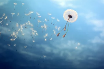 Fotobehang Photo of a dandelion seed with tiny parachutes. Generative AI © Aditya