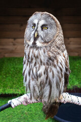 Great-grey owl, Strix nebulosa perched on a branch in city landscape