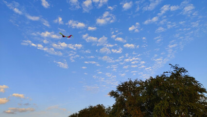 kite sky and tree