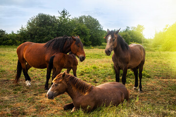 different colorful horses of different breeds run together on a green field