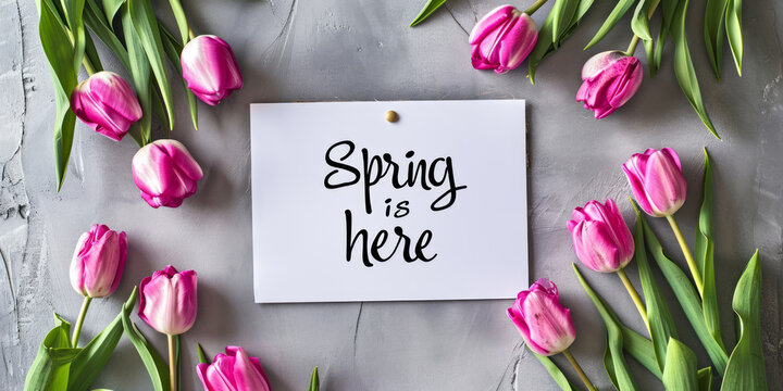 Pink tulips and text spring is here on light grey background, flat lay greeting card