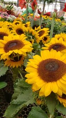 lots of sunflowers to brighten your day