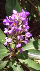 Purple Flowers in the gardem
