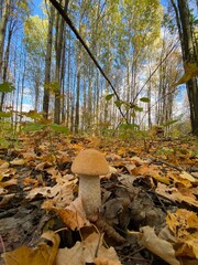 Boletus in the autumn forest, white edible mushroom.