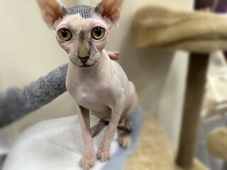 A sphinx cat without hair looks at the camera. funny cat.