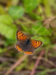 Fototapeta na wymiar Small Copper Butterfly. Wings Open.